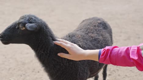 Weibliche-Kaukasische-Hand-Streichelt-Ein-Schwarzes-Schaf-Im-Streichelzoo