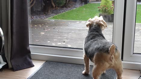 Dog-barks-at-mailman-through-glass-door