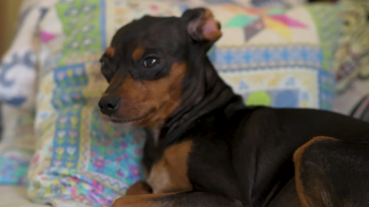 muñeca en movimiento hacia la cara del perro sentado en el sofá