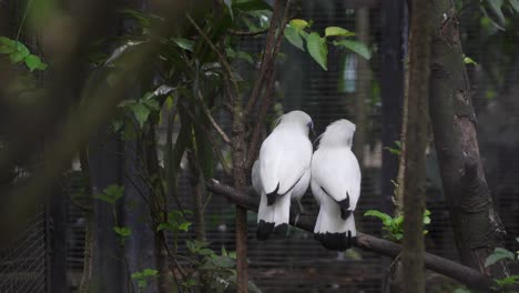 two jalak bali birds (leucopsar rothschildi) in outdoor aviary enclosure – rare species interaction
