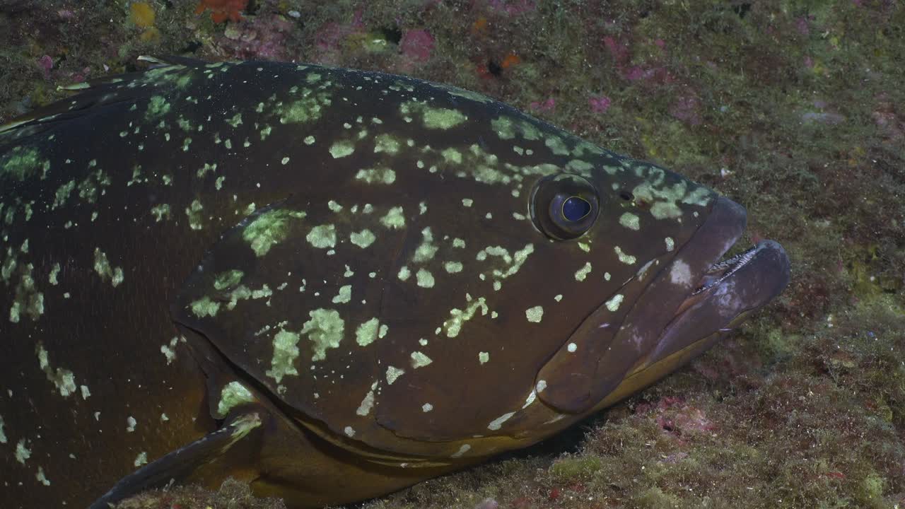 Mero grouper super close up Mediterranean Sea