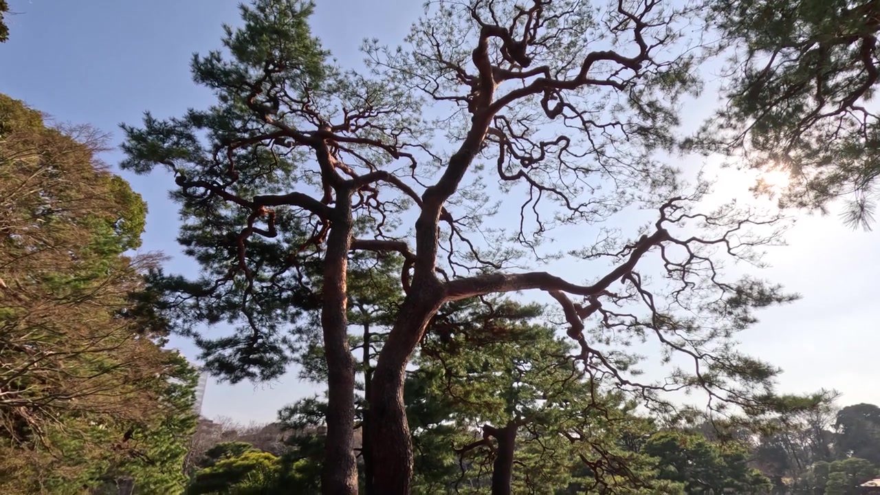 Ripresa dal basso di una conifera sempreverde con rami contorti sotto la luce intensa del sole a Tokyo