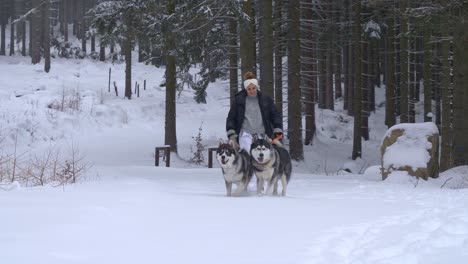 women with playful siberian huskies during winter dog walk on snowy forest trail