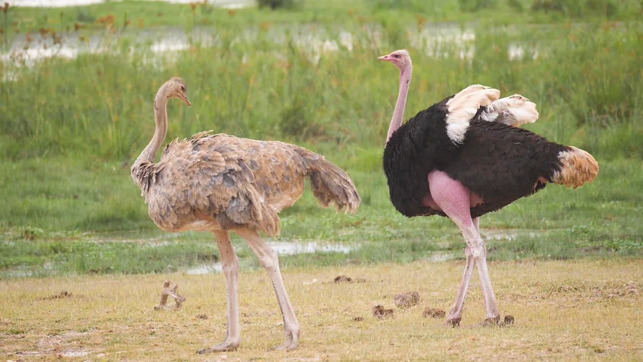Two Ostriches preen and feed near a green marsh in Africa , slow motion displaying