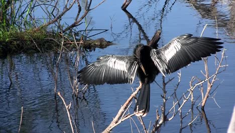 Hermoso-Ritual-De-Apareamiento-De-Aves-Negras-En-Los-Everglades