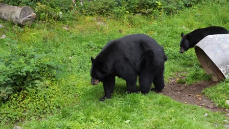 slow motion of 2 black bears. alaska