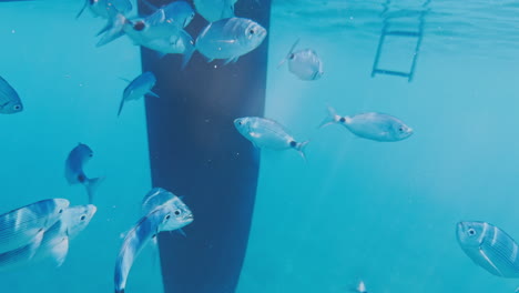 underwater view of a yacht hull with fish swimming around