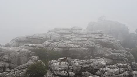 iberian ibex on el torcal de antequera mountain rocks on a foggy day