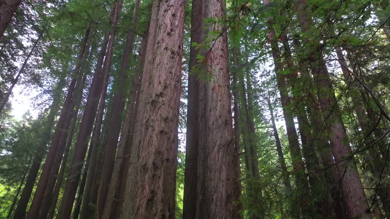 Look up Redwoods forest mist fog rain aerial drone California Redwood National and State Parks USAL Beach giant sequoia tallest tree dense green foliage Lost Coast Trail nature landscape right down