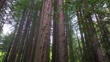 look up redwoods forest mist fog rain aerial drone california redwood national and state parks usal beach giant sequoia tallest tree dense green foliage lost coast trail nature landscape right down