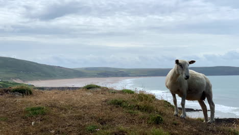 sheep looking at passing dog with a large sandy beach in the background