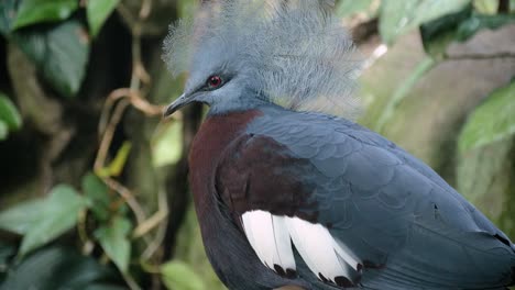 close up shot of beautiful blue southern crowned pigeon