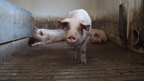 pig farm industry animal agriculture livestock cage