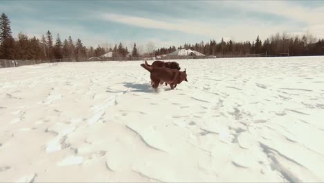 Perros-Jugando-Tira-Y-Afloja-En-La-Nieve