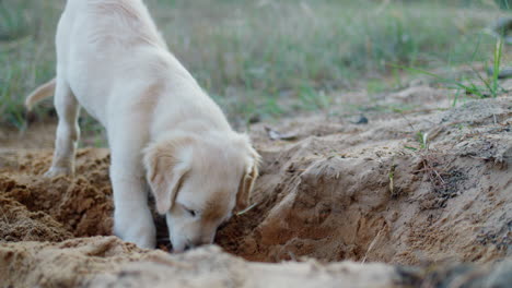 Un-Cachorro-Prospector-Cava-Un-Hoyo-En-La-Arena,-Un-Divertido-Paseo-Con-Un-Perro-En-Un-Bosque-De-Pinos