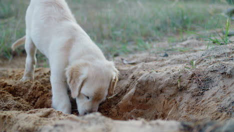 un cachorro prospector cava un agujero en la arena, un divertido paseo con un perro en un bosque de pinos
