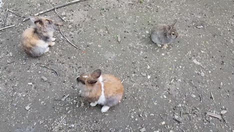 Rabbits-playing-in-the-garden-on-rocks