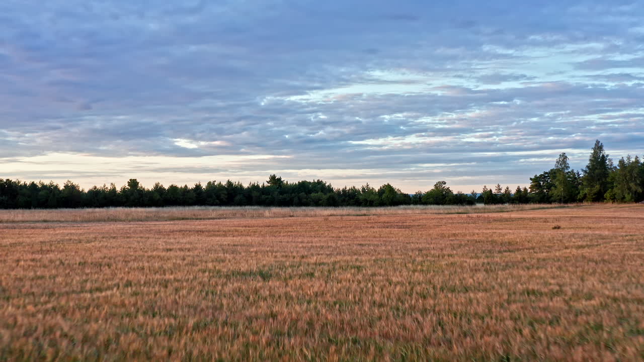Flying quickly over a wheat field