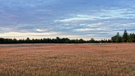 Flying-quickly-over-a-wheat-field