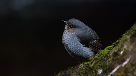 This female Plumbeous Redstart is not as colourful as the male but sure it is so fluffy as a ball of a cute bird