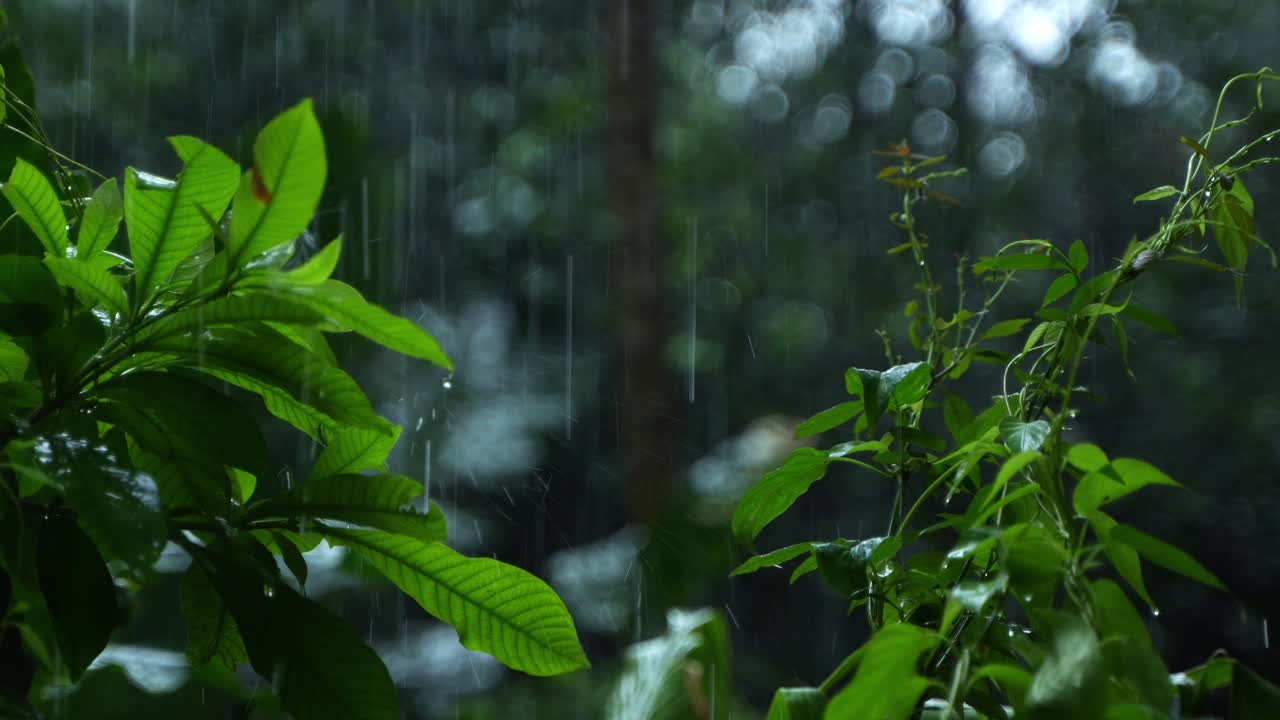 In the rainy season, eastern India receives heavy rainfall during the rainy season