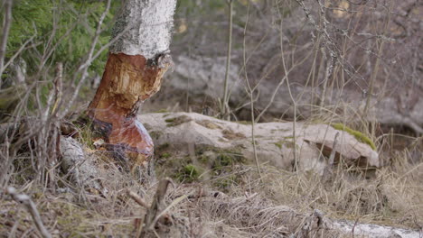 Zoom-in-on-beaver-chewed-white-bark-birch-tree