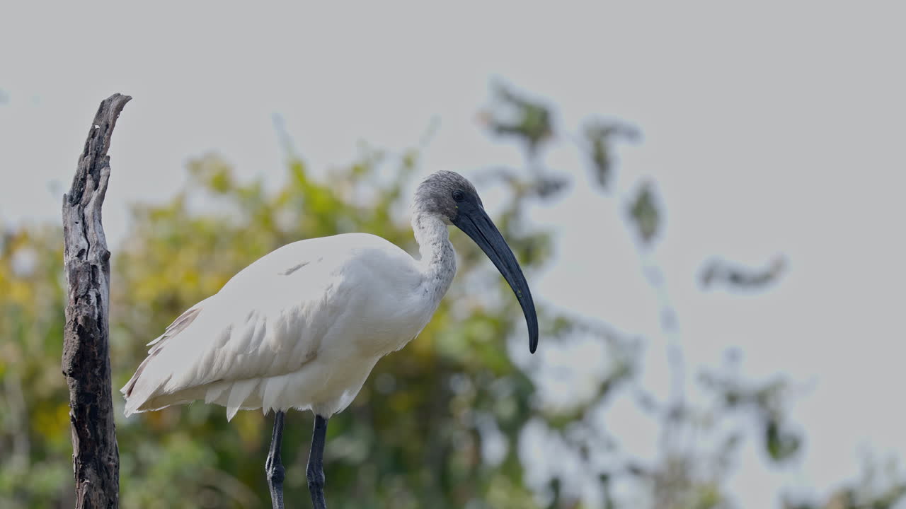 Indian white ibis perched on the tree branch and looking for food, keoladeo bird sanctuary, ecosystem, India.