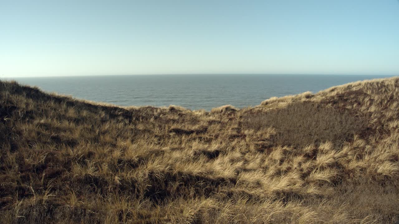 дюна трава движется на ветру на сильте с северным морем на заднем плане