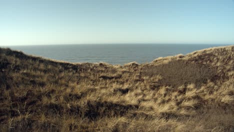 dune grass moving in the wind on sylt with the north sea in the background