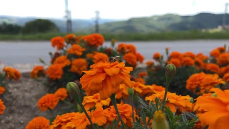 Bee-flying-over-an-orange-marigold-flowers-and-collecting-nectar-and-pollen-from-the-flowers,-close-up