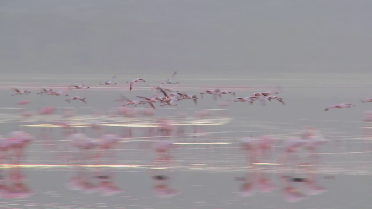 케냐 나쿠루 호수를 가로지르는 플라밍고