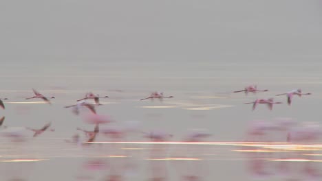 Flamencos-Volando-Sobre-El-Lago-Nakuru,-Kenia