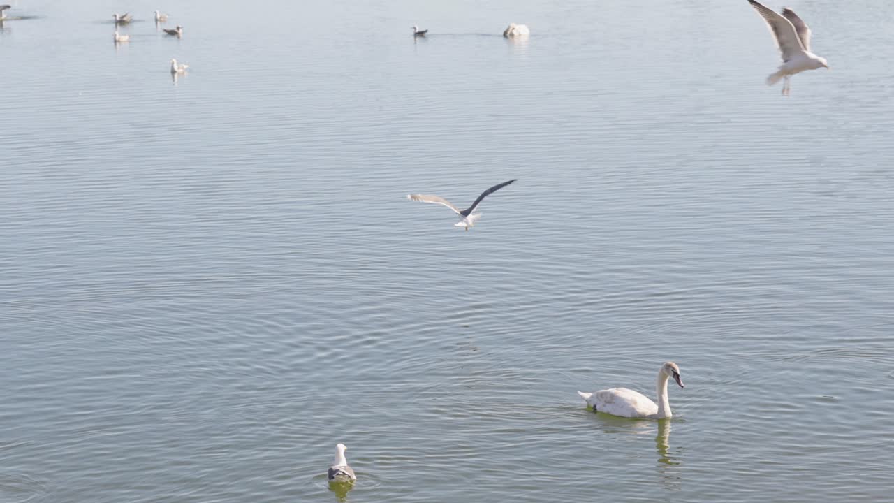 Swans and Herring Gulls in a small lake