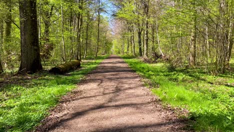 pov-spaziergang durch wald und leere unbefestigte straße in deutschland