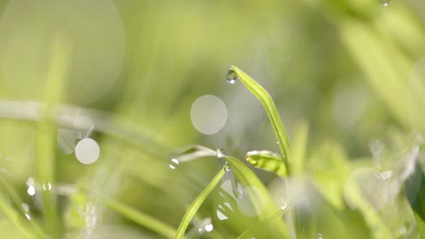 Close-up-of-backlit-grass-with-raindrops-on-sunny-day,-bokeh,-slow-motion