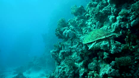 tortuga marina verde nadando a través del paisaje de los arrecifes de coral debajo del agua de mar