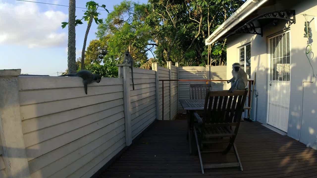 Wild Grey Vervet Monkeys playing together on a deck in a residential area of South Africa