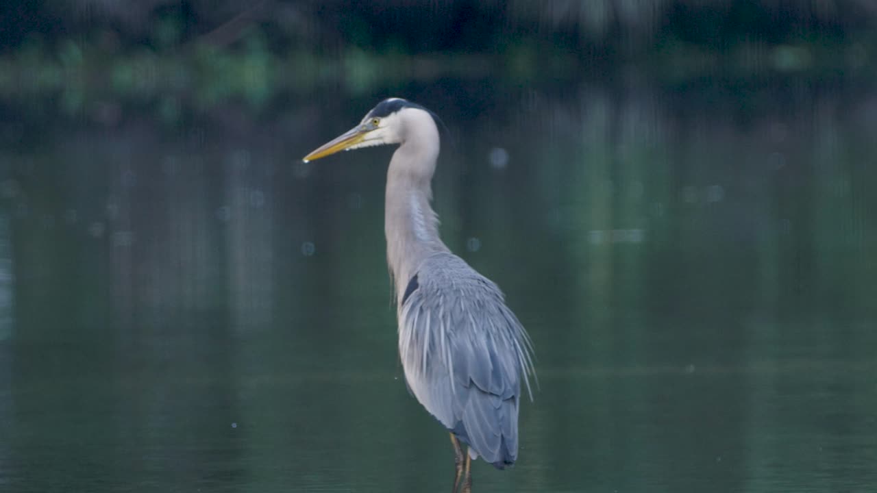 A heron stands quietly in still water, creating soft ripples as it watches the surface in a peaceful wetland