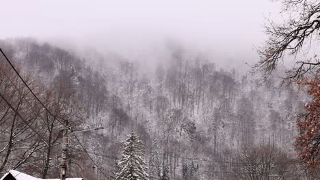 winter forest on a misty morning near bran village in brasov county, transylvania, romania