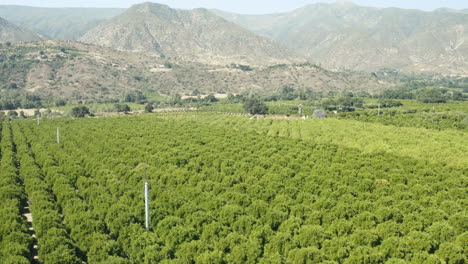flying over an orchard in ojai.