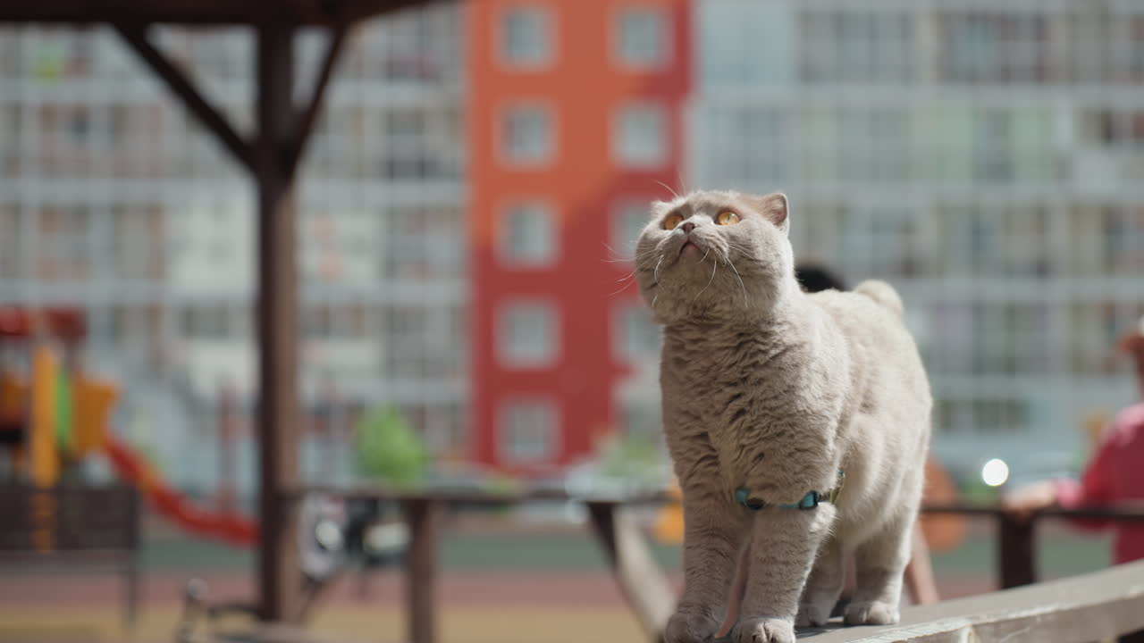 Grey Cat Walking Along Bench Rail While Caucasian Woman Watches, Focused Amber Eyes And Steady Stride, Urban Playground Backdrop, Wooden Railing, Alert Posture, Elegant Movement, Lively Neighborhood