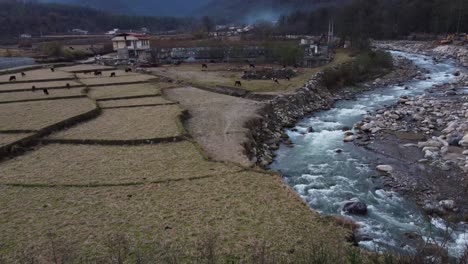 aerial footage of rice paddy terrace agriculture field landscape wood forest nature local people life in nature delicious organic healthy lifestyle vegetarian routine in village life countryside river