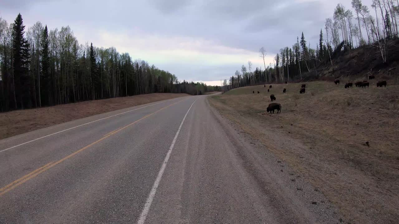 manada de bisontes de madera como se ve mientras se conduce a lo largo de la autopista de alaska