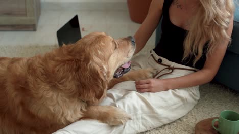 caucasian blonde woman sitting on carpet with dog labrador.