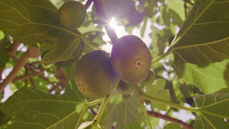 Sunlight-filtering-through-fig-tree-leaves,-highlighting-ripe-figs-on-a-branch,-close-up