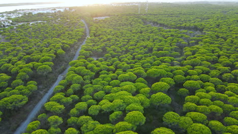 Luftaufnahme-Des-Steinkiefernwaldes-Von-Cartaya-Am-Meer-Mit-Landstraße,-Fluss-Piedras-Und-Schlossbau-In-Huelva,-Andalusien,-Spanien