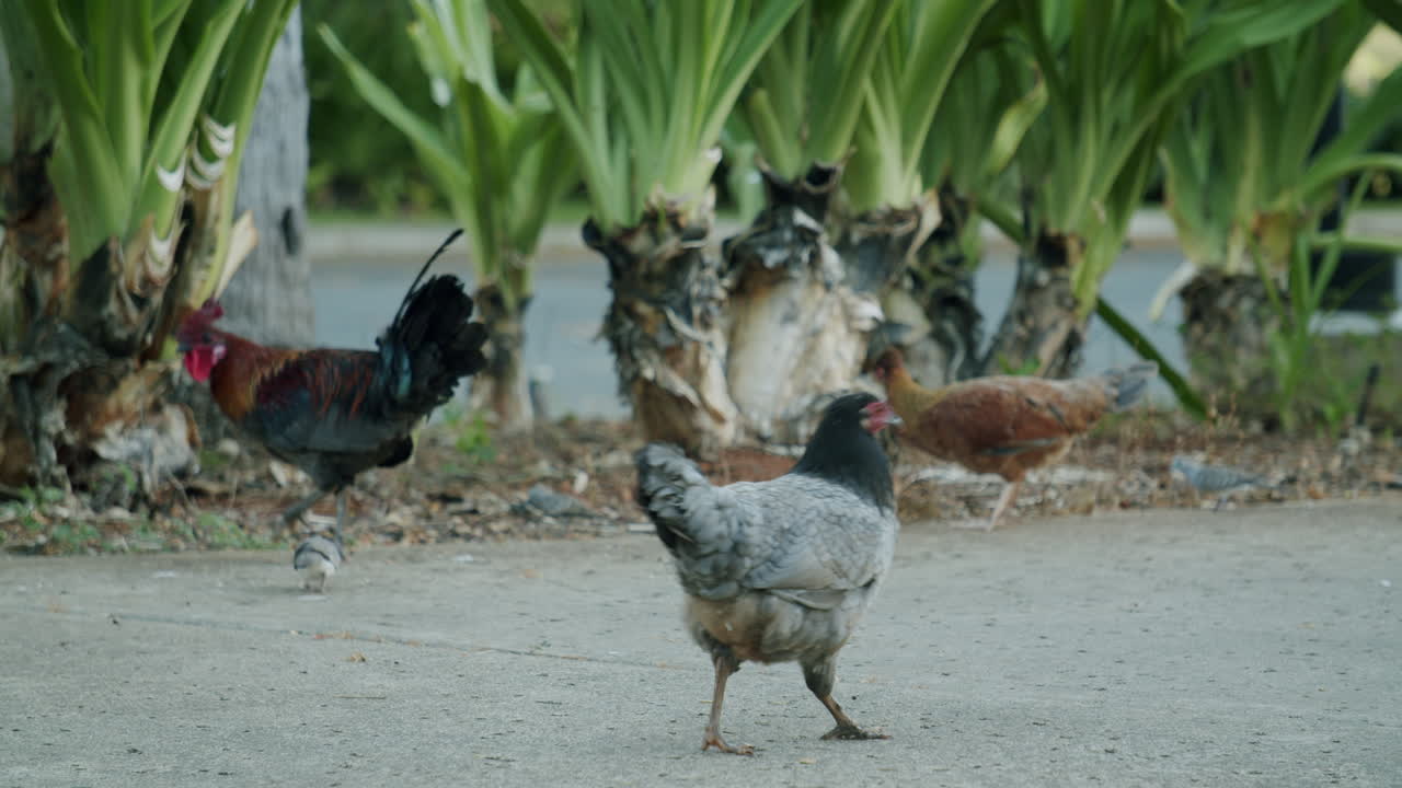 Free-Ranging Chickens and Birds Outdoors