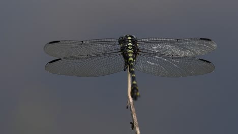 the common flangetail dragonfly is commonly seen in thailand and asia