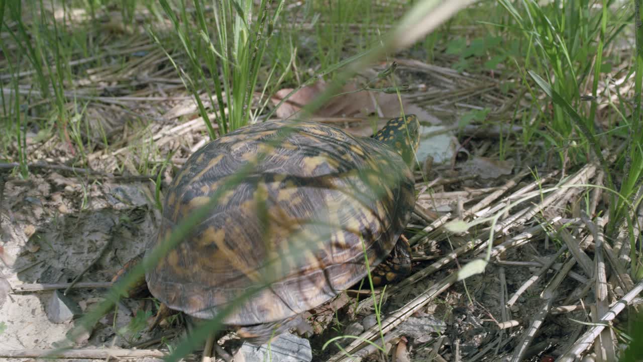 녹색 잔디 근처 정원에 있는 나뭇가지에 햇빛 속으로 기어가는 동부 상자 거북