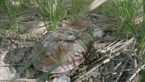 tortuga de caja del este arrastrándose a la luz del sol sobre ramitas en el jardín cerca de la hierba verde